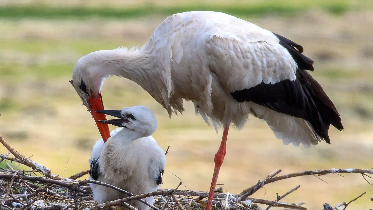 In Storchen-Nestern in Sachsen-Anhalt klappert der Nachwuchs. (Archivbild)