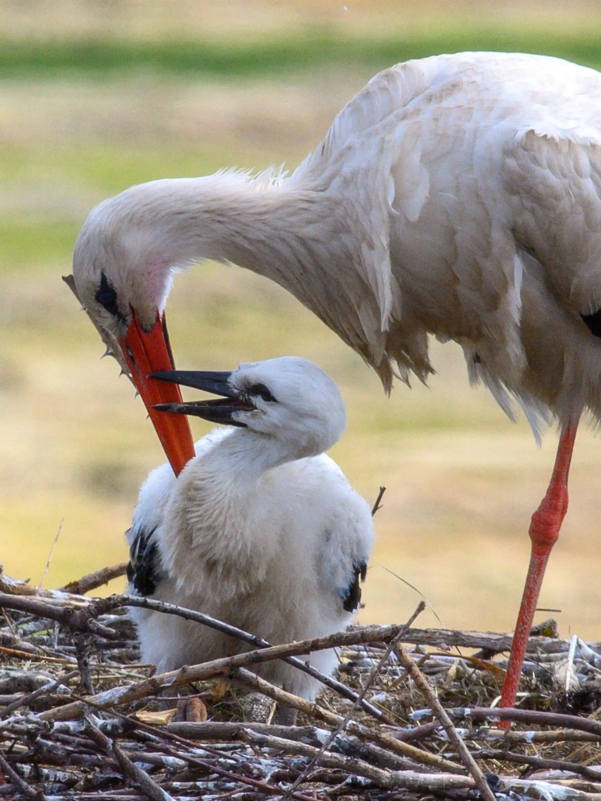 Bild zu: "Grausam! Warum Störche jetzt ihre Küken aus dem Nest werfen"