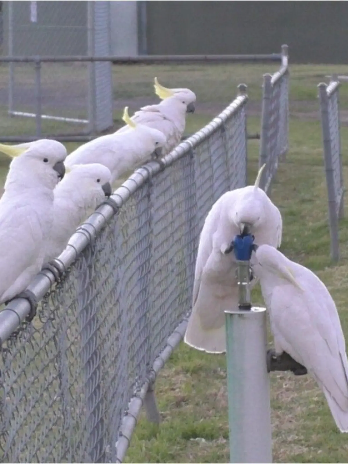 Bild zu: "Von wegen nur für Menschen: Tierische Tüftler knacken Trinkbrunnen"