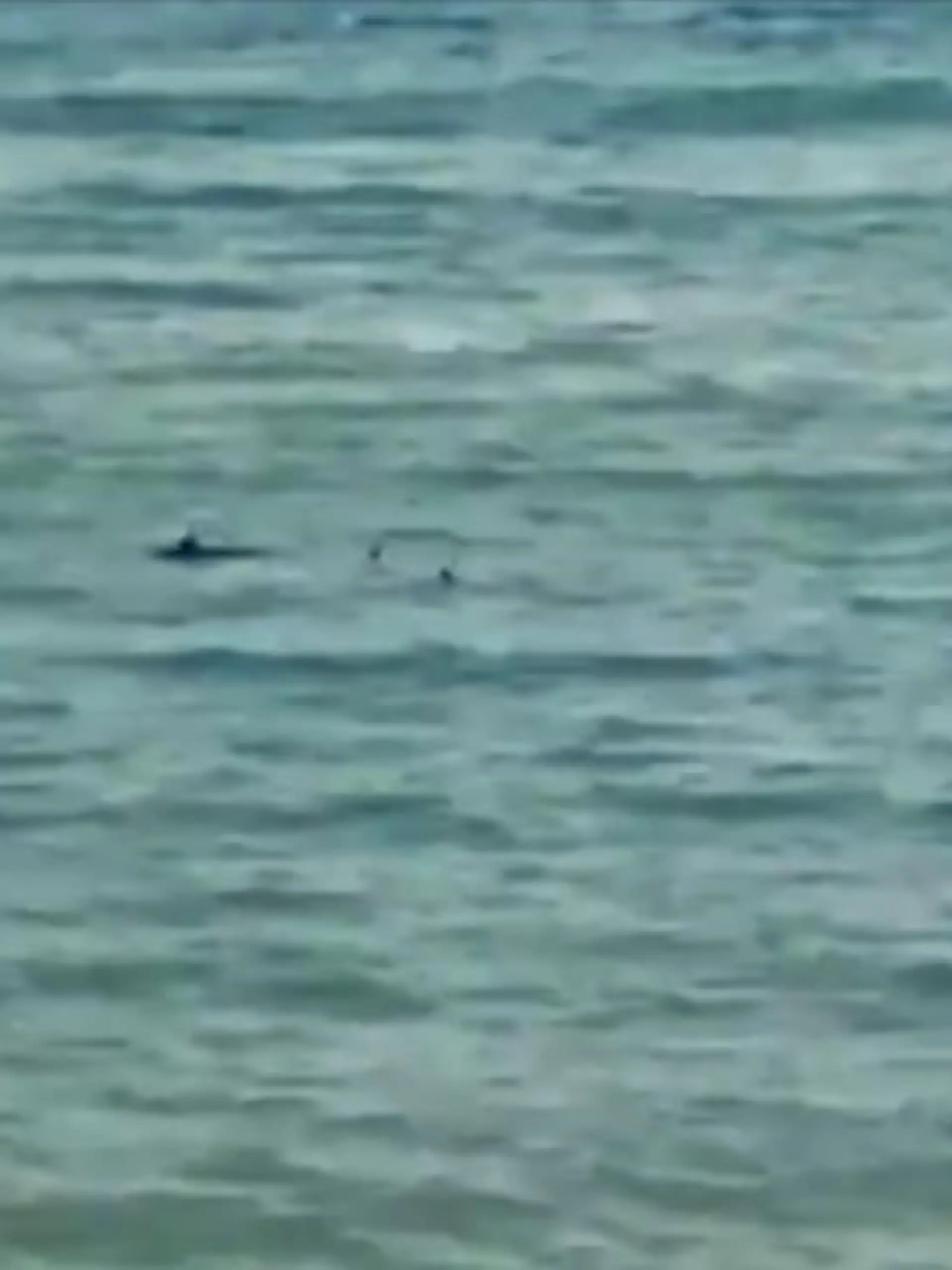 Schreck für den paralympischen Schwimmer Ariel Schrenck: Er soll am Strand von Sant Pol an der spanischen Costa Brava von zwei Haien verfolgt worden sein. Ein Video soll das Geschehen zeigen. Am Ende kam er mit dem Schrecken davon.