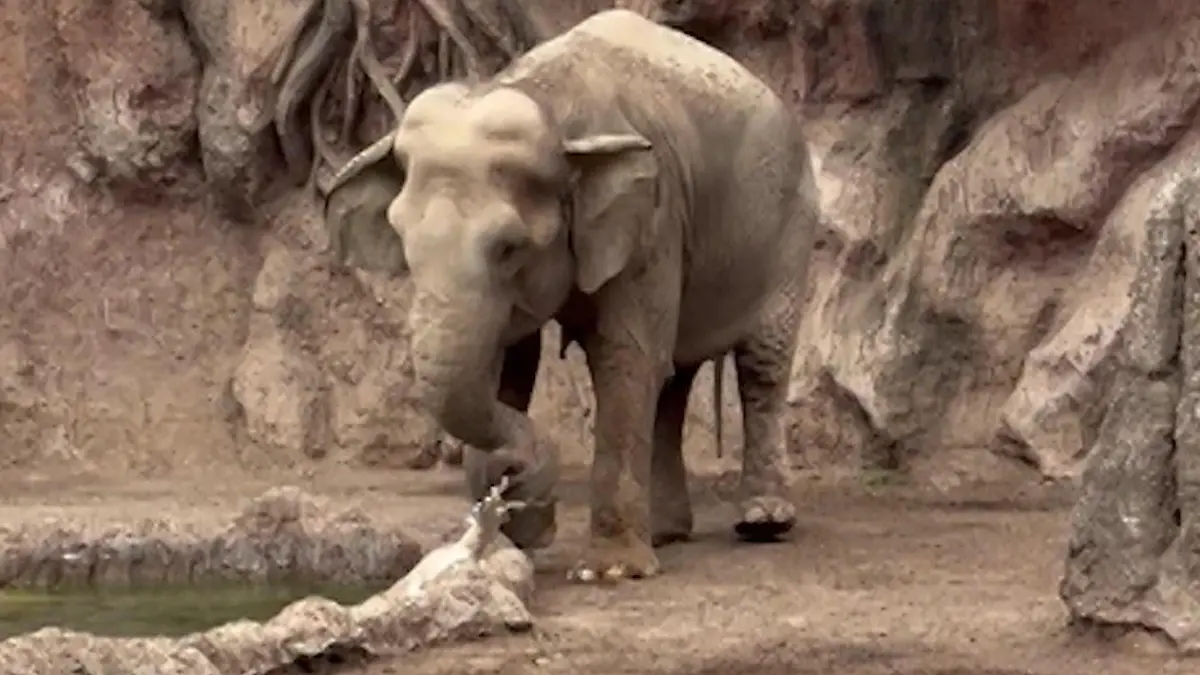 Zoobesucher flippen aus! Helden-Elefant rettet Gazellenbaby aus Wasserloch Dumbo, du bist der Größte!