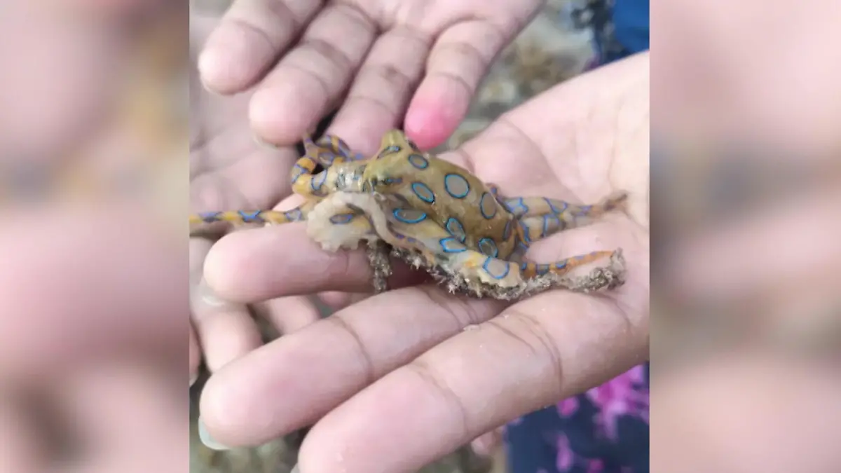 Lebensgefahr am Strand! Touristen posieren mit einem der giftigsten Tiere der Welt Das ist KEIN Spielzeug!