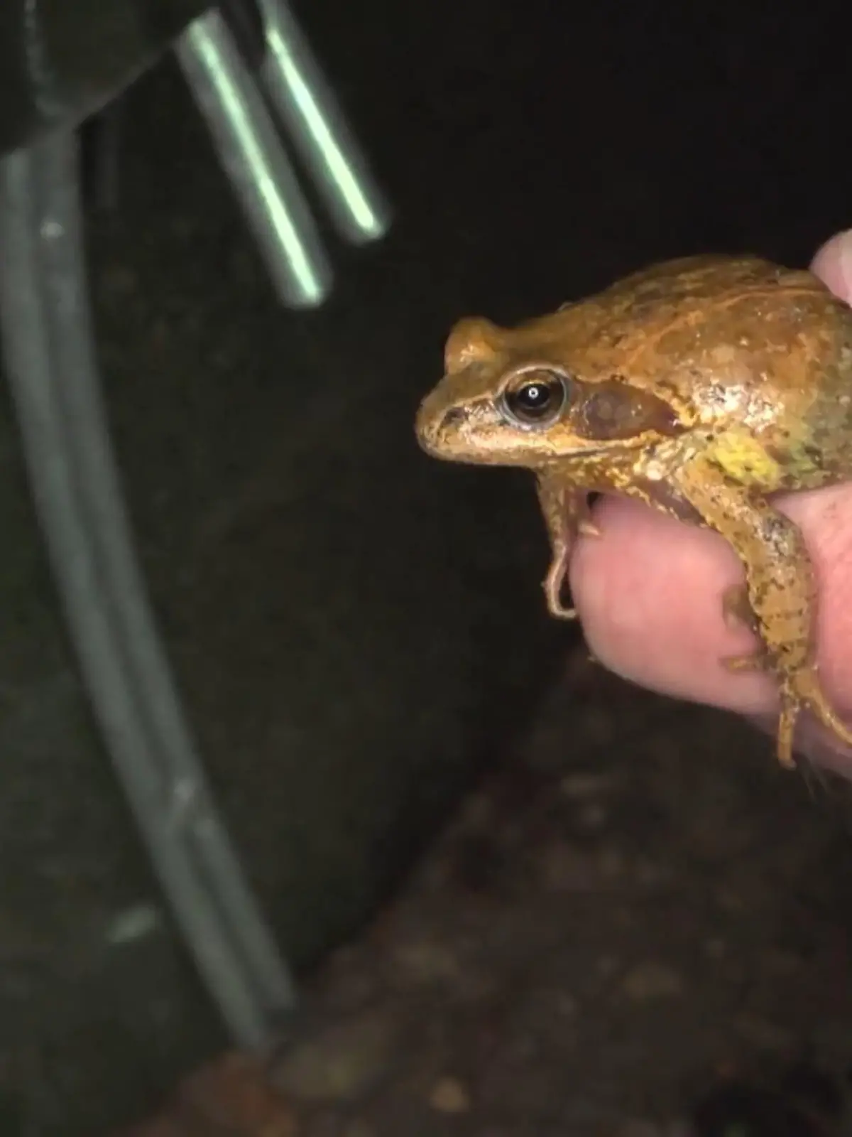 Seit dieser Woche ist Frühling und langsam, aber sicher wird es wärmer. Das merken auch viele Tiere. Mit steigenden Temperaturen beginnen wieder die Krötenwanderungen. Das ist aber nicht ganz ungefährlich, denn die Amphibien überqueren häufig Straßen mit viel Verkehr. In Mönchengladbach gibt es Menschen gibt, die den Tieren dabei helfen.