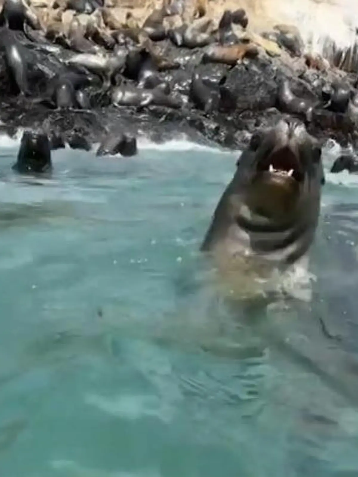 Während einer Boots-Tour! Plötzlich schwimmt Touristin mit Raubtieren