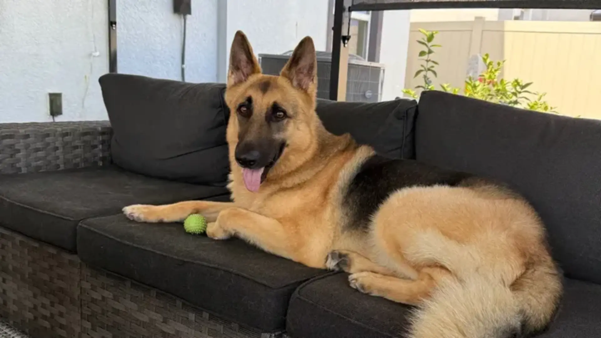 Hund Zeus kämpft nun um seine Gesundheit.