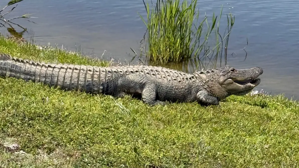 Der Alligator zog den Hund in einen Teich.