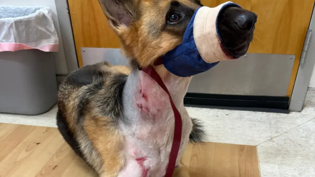 Der Schäferhund Zeus wurde von einem Alligator verletzt.