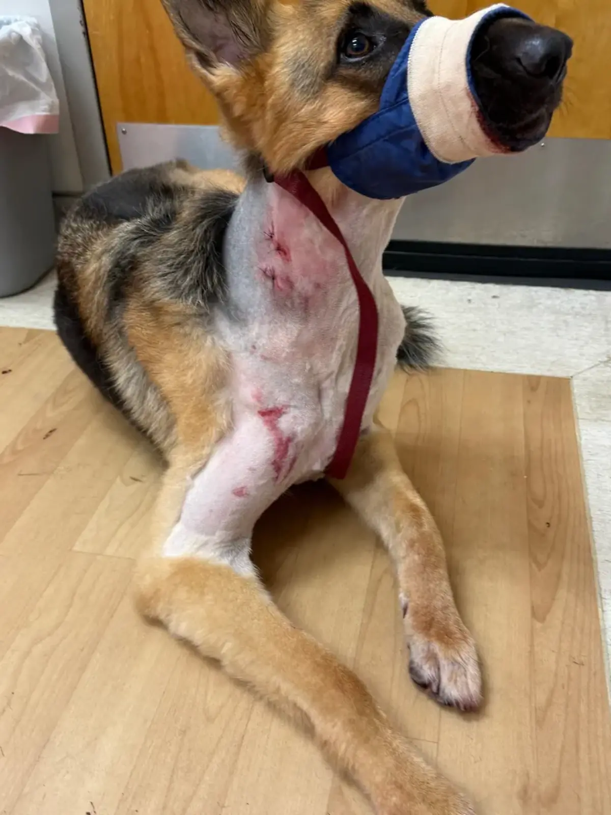 Der Schäferhund Zeus wurde von einem Alligator verletzt.