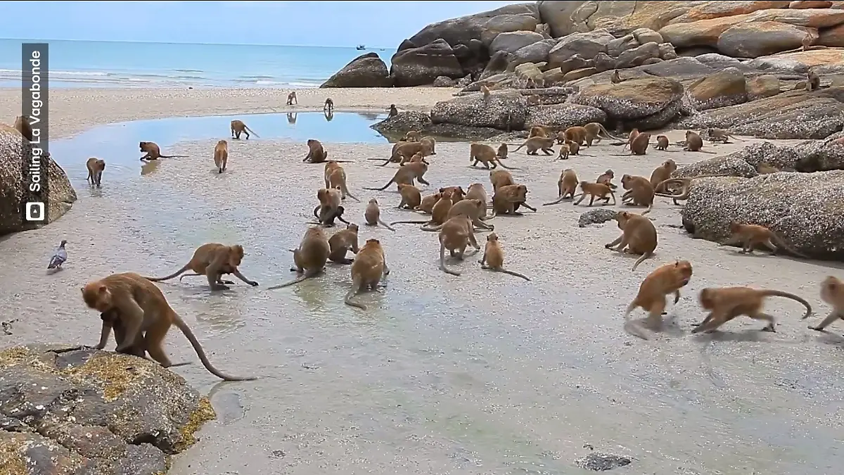 Der berühmte Affenstrand der Ko Phi Phi-Inseln. Hier tümmeln sich die Tiere.