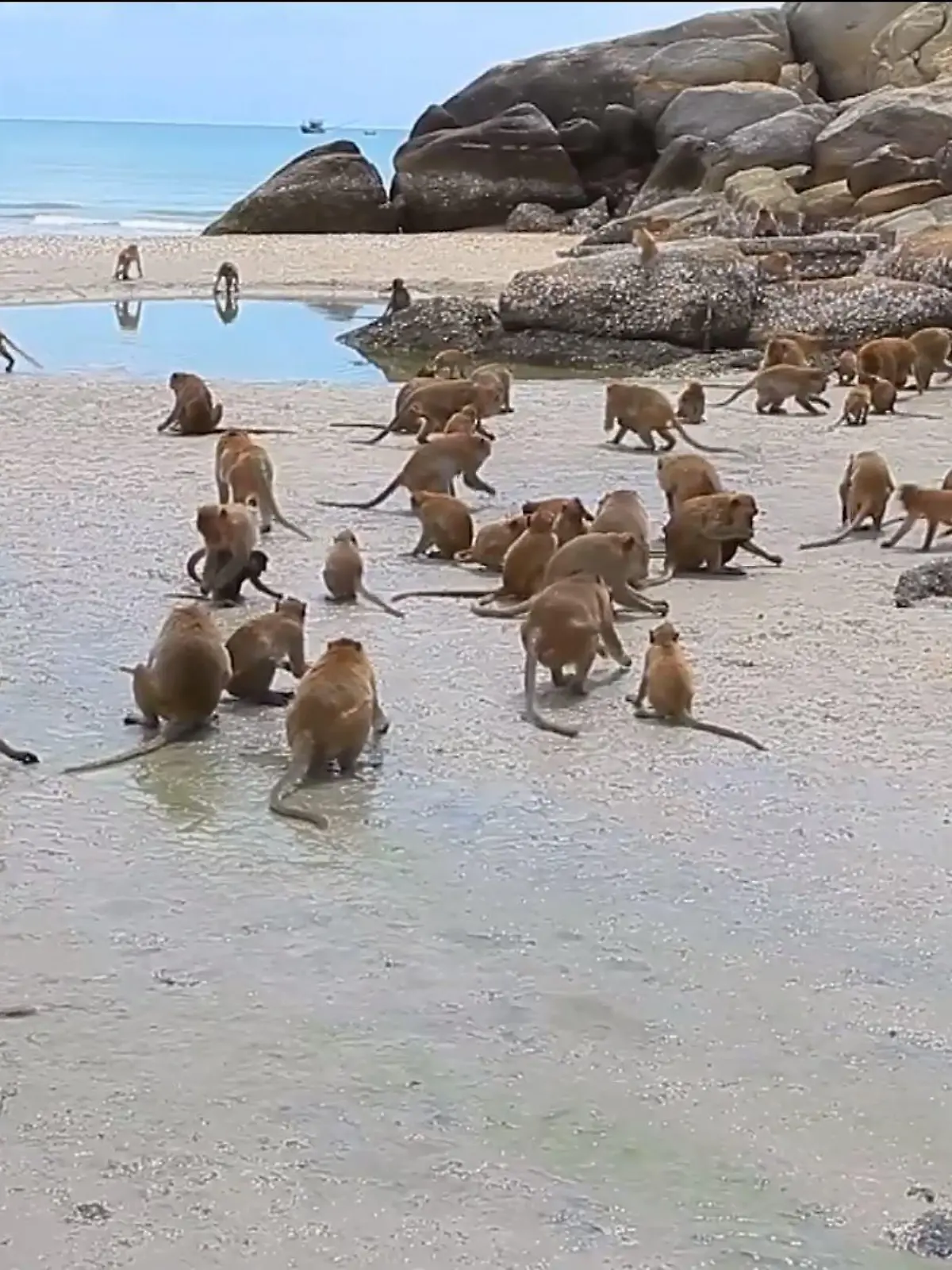 Der berühmte Affenstrand der Ko Phi Phi-Inseln. Hier tümmeln sich die Tiere.