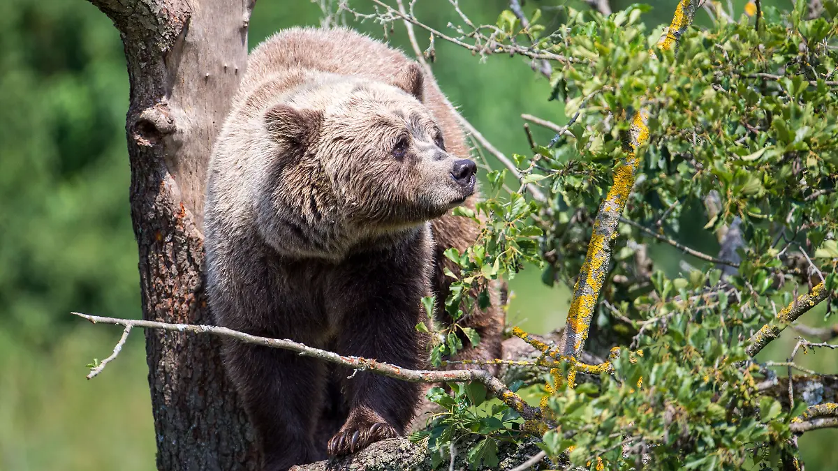 Braunbär im Wildpark
