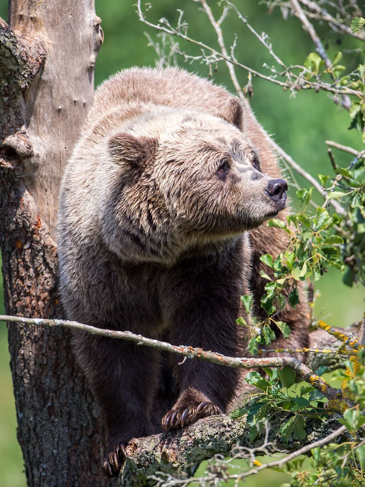 Braunbär im Wildpark