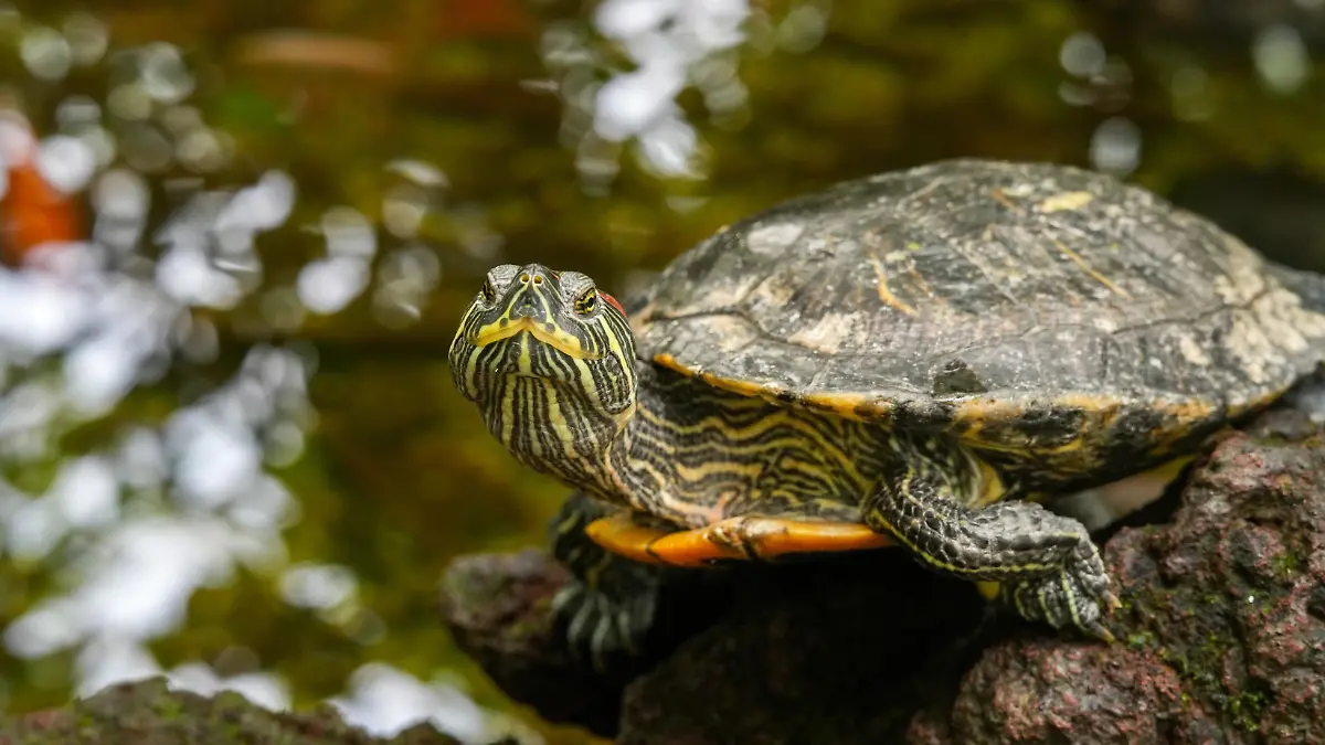 Die Rotwangen-Schmuckschildkröte ist in vielen deutschen Gewässern heimisch geworden – ein Problem für die Natur.