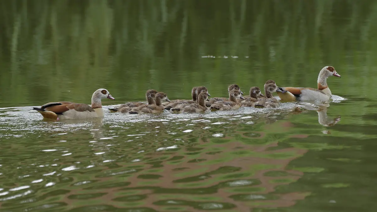 Die Nilgans hat sich in Parks und an Seen etabliert – oft auf Kosten anderer Wasservögel.