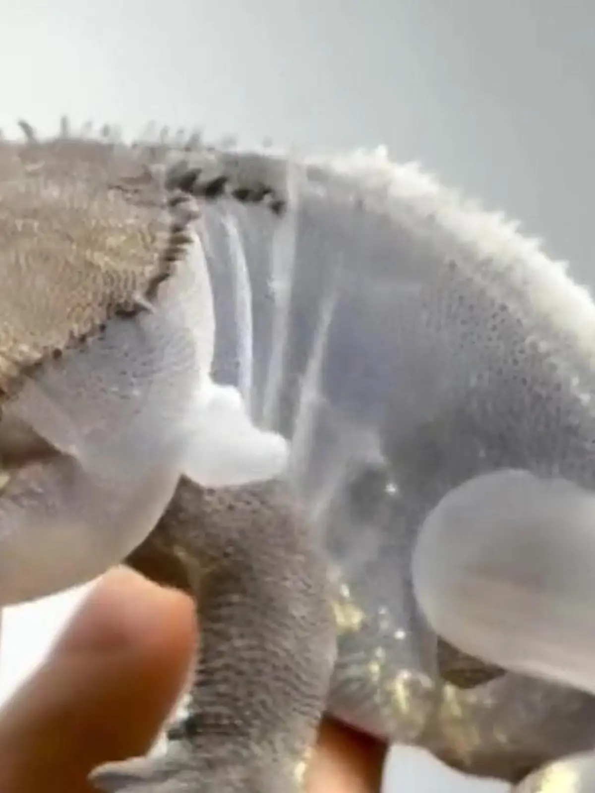 Bild zu: "Ihr geliebter Gecko hat Hautprobleme! Reptil-Halterin greift zum Strohhalm"