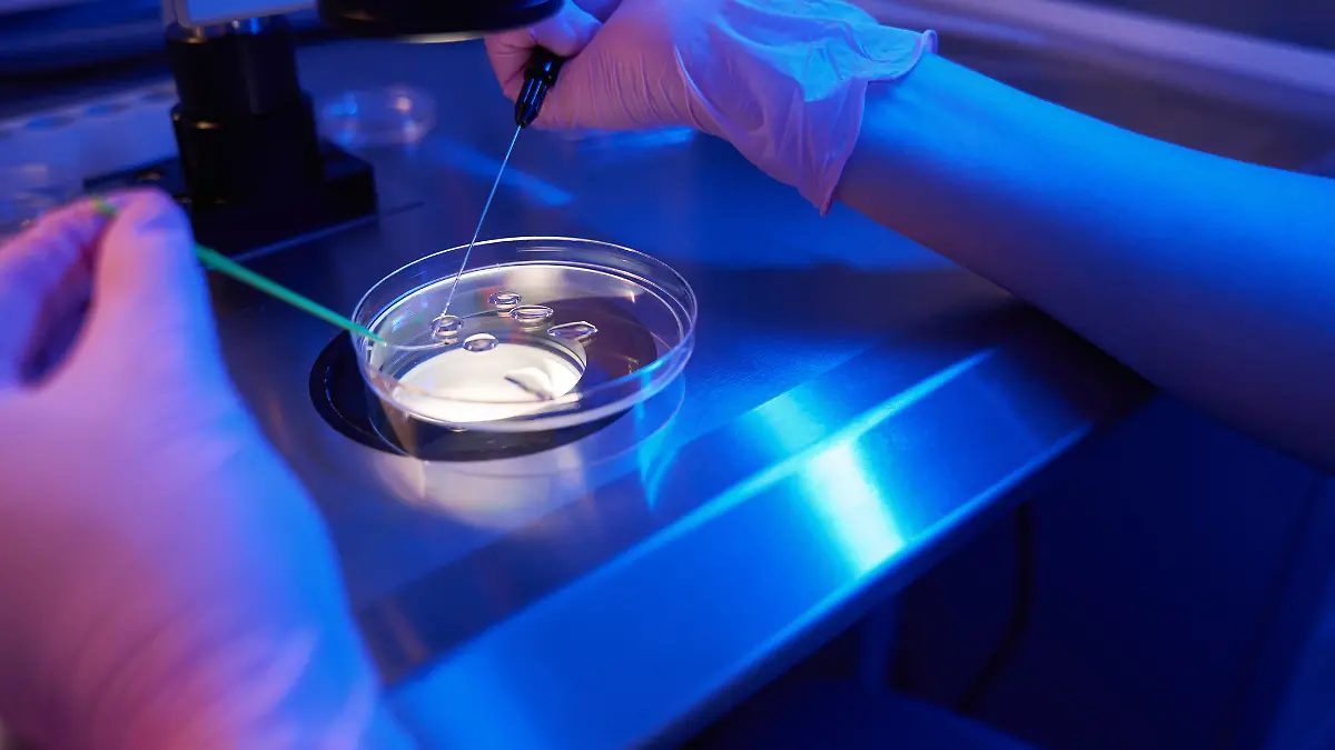Ausgeschnittenes Foto eines Wissenschaftlers mit sterilen Handschuhen, der mithilfe von Mikropipetten und einem Mikroskop eine Eizelle mit Spermien kombiniert.