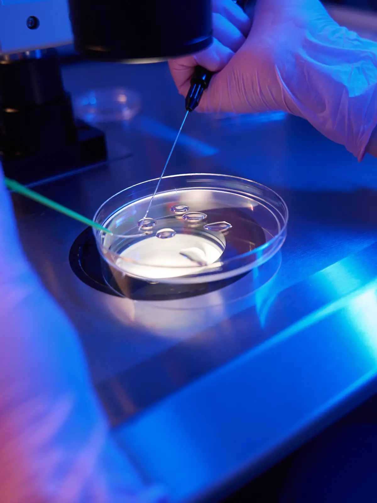 Ausgeschnittenes Foto eines Wissenschaftlers mit sterilen Handschuhen, der mithilfe von Mikropipetten und einem Mikroskop eine Eizelle mit Spermien kombiniert.