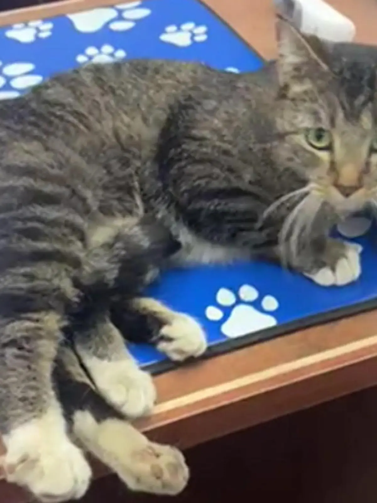 Bild zu: "Streunende Katze hat sechs Beine – der Grund lässt Tierärzte staunen!"