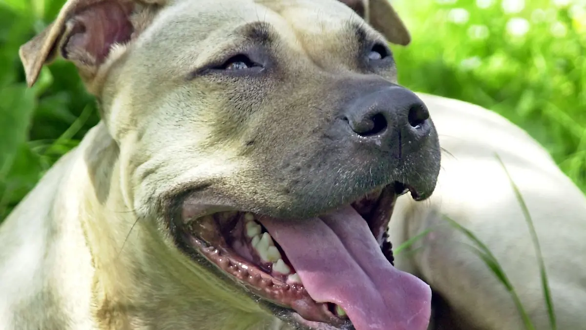 Ein Hund hat in Mühlhausen einen Polizeieinsatz ausgelöst. (Symbolbild)