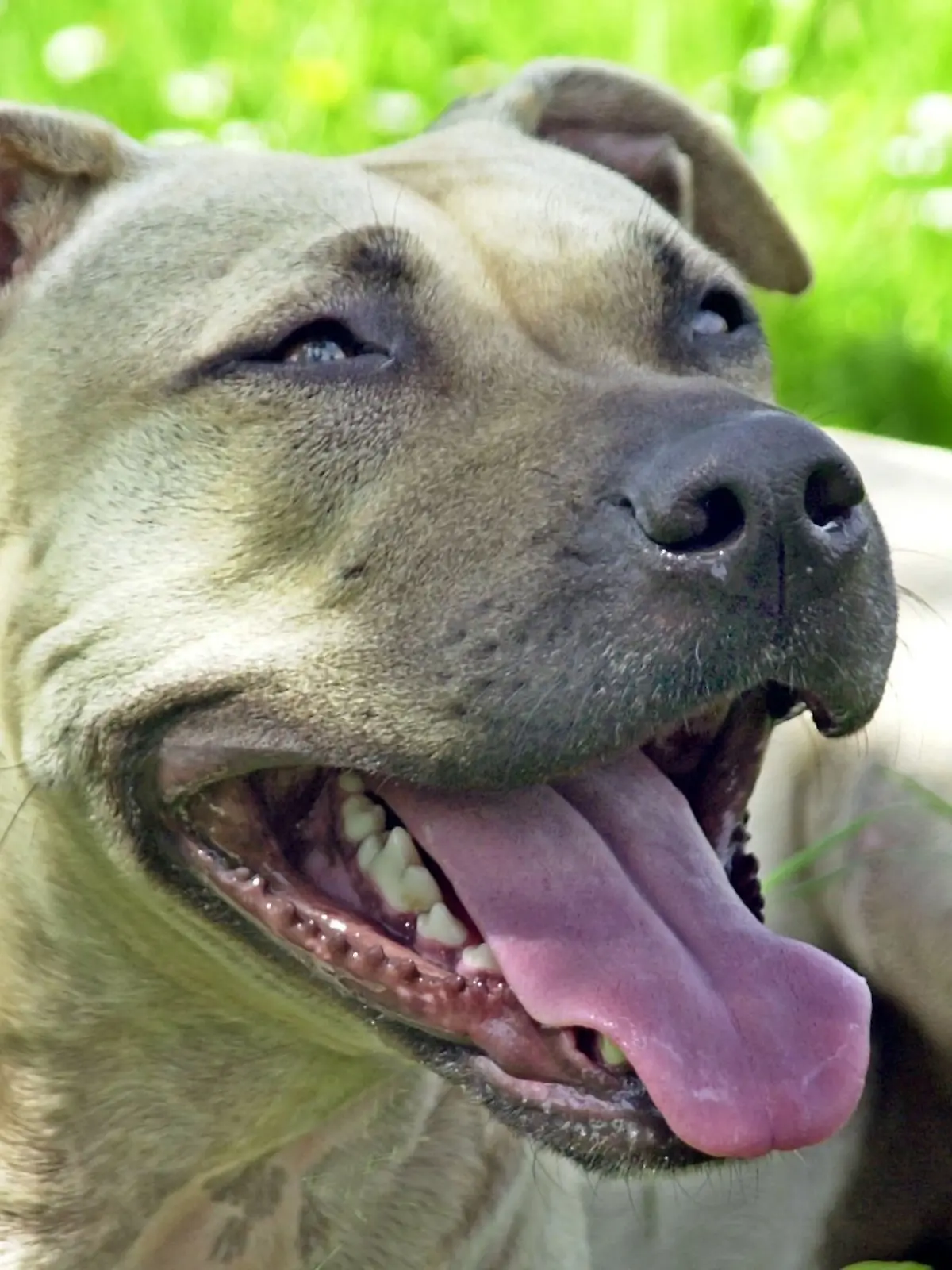 Bild zu: "Drama im Zug! Hund beißt Mädchen (2) ins Gesicht"