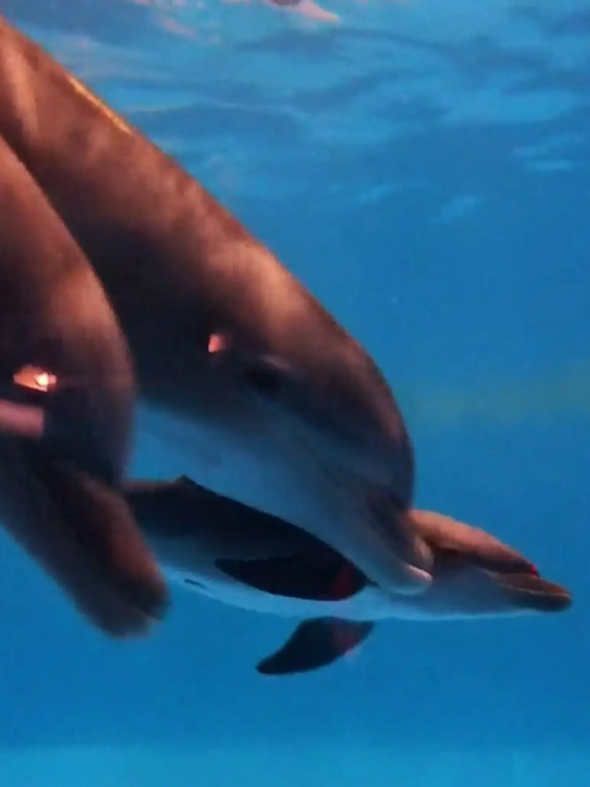 Delfin-Freundinnen bringen Baby gemeinsam zur Welt.