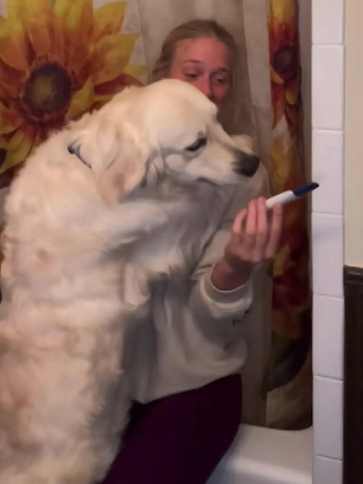 Bild zu: "Als hätte er es geahnt! Hund erkennt positiven Schwangerschaftstest"