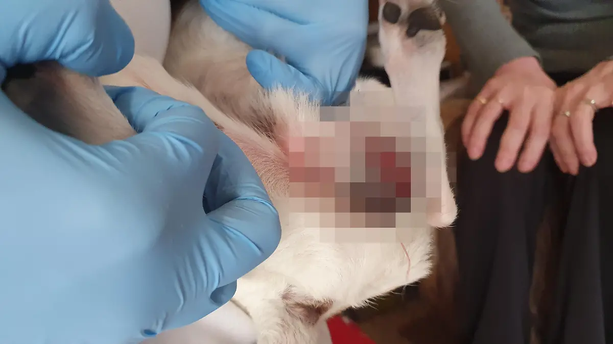 Gequälter Hund aus München