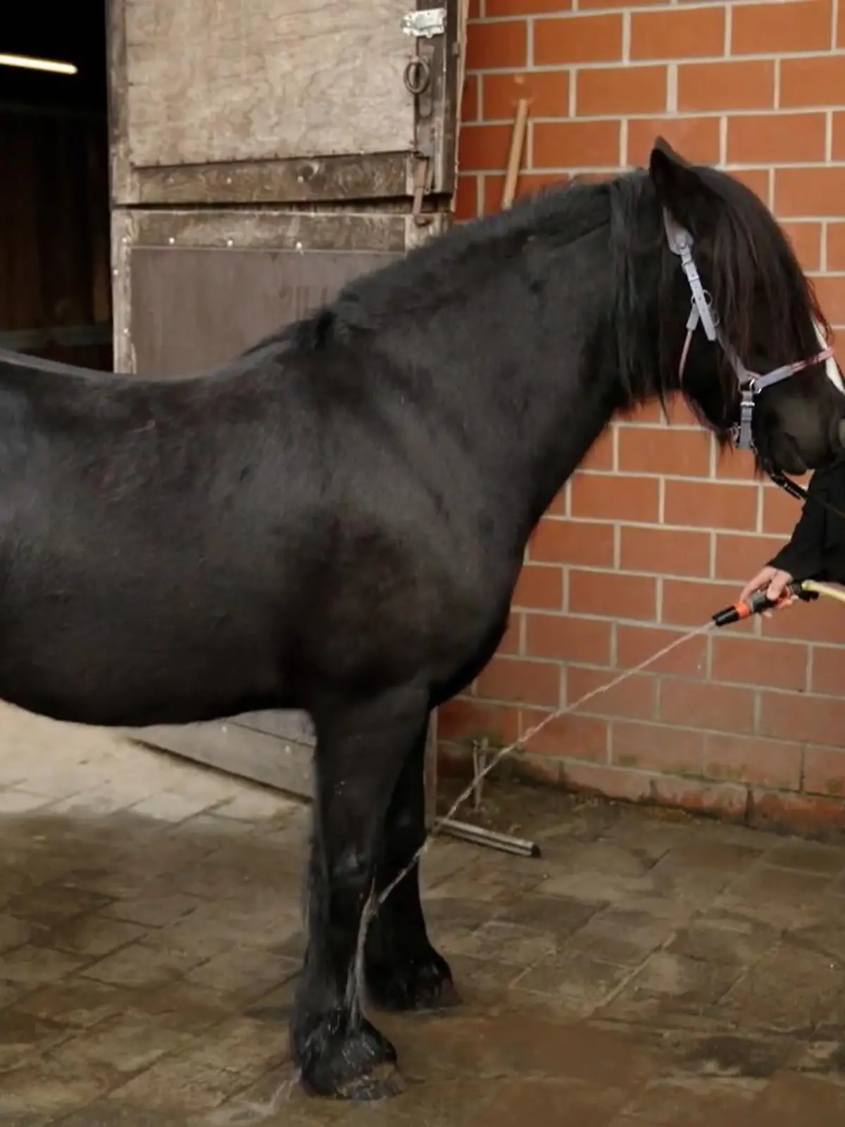 Bild zu: "Wird Bailey ihre Angst überwinden?"