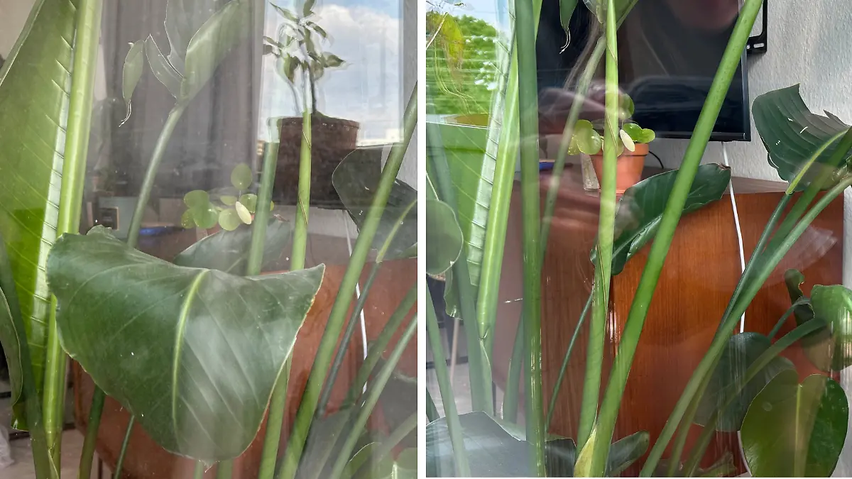 Vor der Reinigung (links) konnte ich kaum durchs Fenster schauen. Nachdem ich es mit dem Kärcher geputzt habe (rechts), sieht es schon viel besser aus.