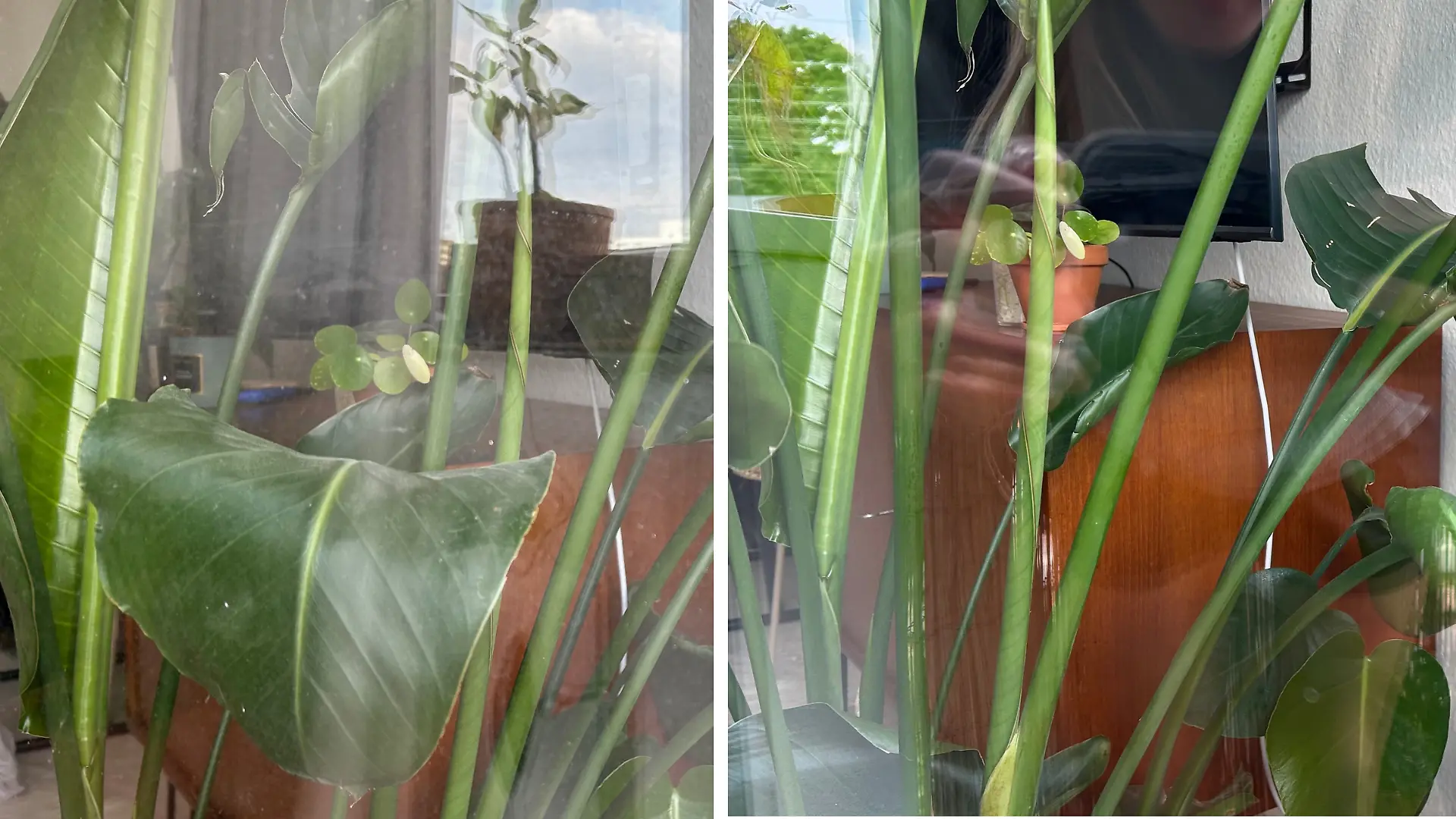Vor der Reinigung (links) konnte ich kaum durchs Fenster schauen. Nachdem ich es mit dem Kärcher geputzt habe (rechts), sieht es schon viel besser aus.