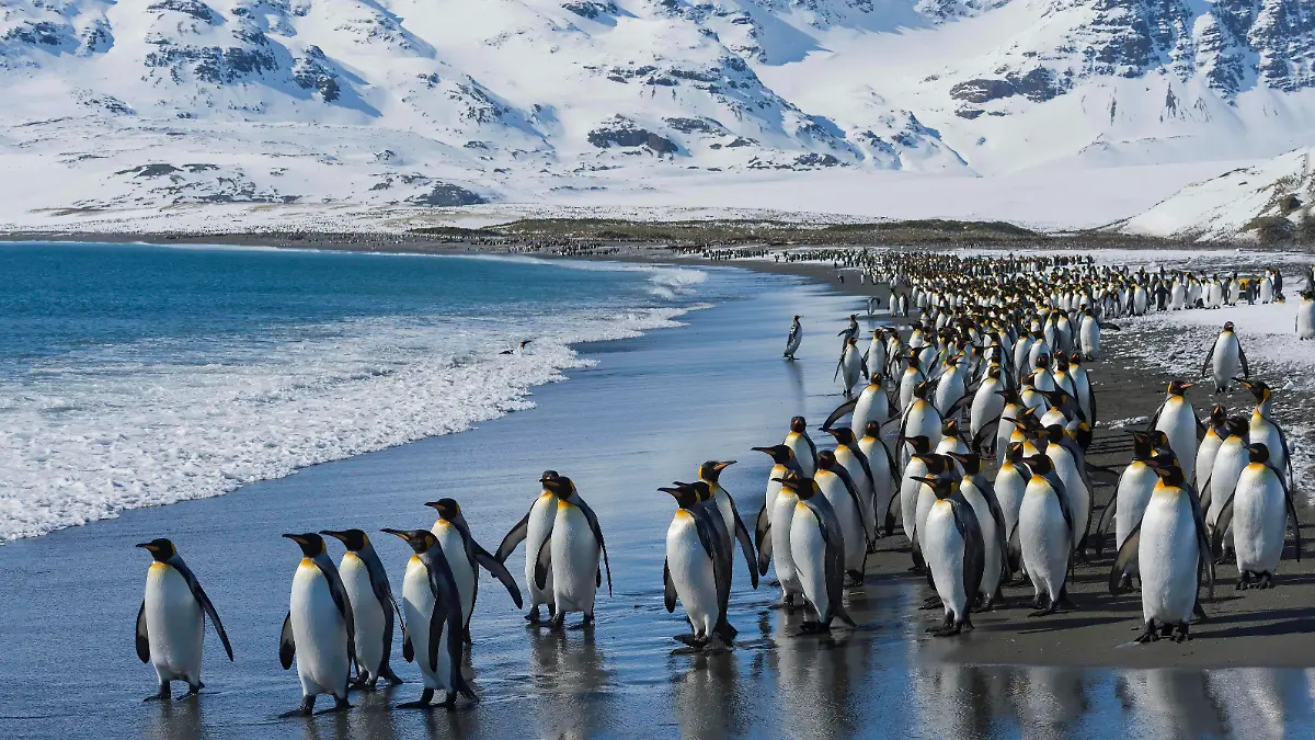 Creative Highlights World Königspinguine Aptenodytes patagonicus am Strand, Salisbury Plain, Südgeorgien, Antarktis, Antarktika *** King penguins Aptenodytes patagonicus on the beach, Salisbury Plain, South Georgia, Antarctica, Antarctica Copyright: imageBROKER/GTW ibxgab05140869.jpg Bitte beachten Sie die gesetzlichen Bestimmungen des deutschen Urheberrechtes hinsichtlich der Namensnennung des Fotografen im direkten Umfeld der Veröffentlichung!
