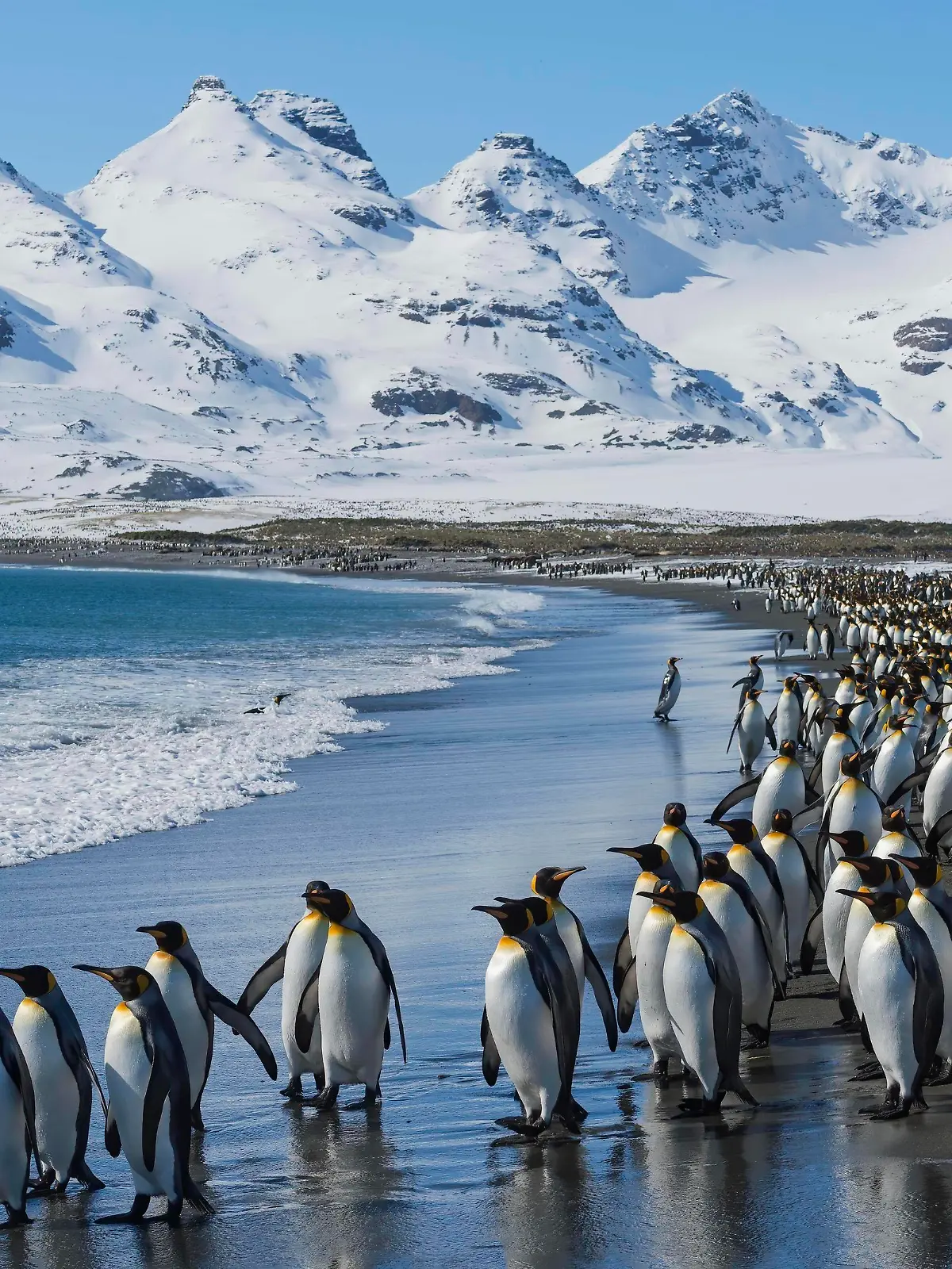  Creative Highlights World Königspinguine Aptenodytes patagonicus am Strand, Salisbury Plain, Südgeorgien, Antarktis, Antarktika *** King penguins Aptenodytes patagonicus on the beach, Salisbury Plain, South Georgia, Antarctica, Antarctica Copyright: imageBROKER/GTW ibxgab05140869.jpg Bitte beachten Sie die gesetzlichen Bestimmungen des deutschen Urheberrechtes hinsichtlich der Namensnennung des Fotografen im direkten Umfeld der Veröffentlichung!