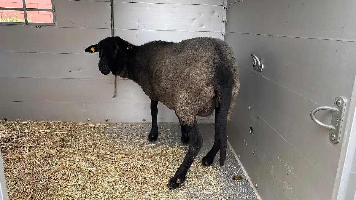 Ein Schaf, das von der Polizei in einer Wohnung in Berlin gerettet wurde. 