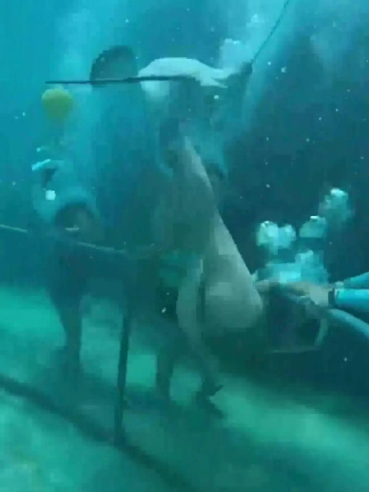 Bild zu: "Ihr Sauerstoffgerät ist plötzlich weg! Frau erlebt Horror unter Wasser"