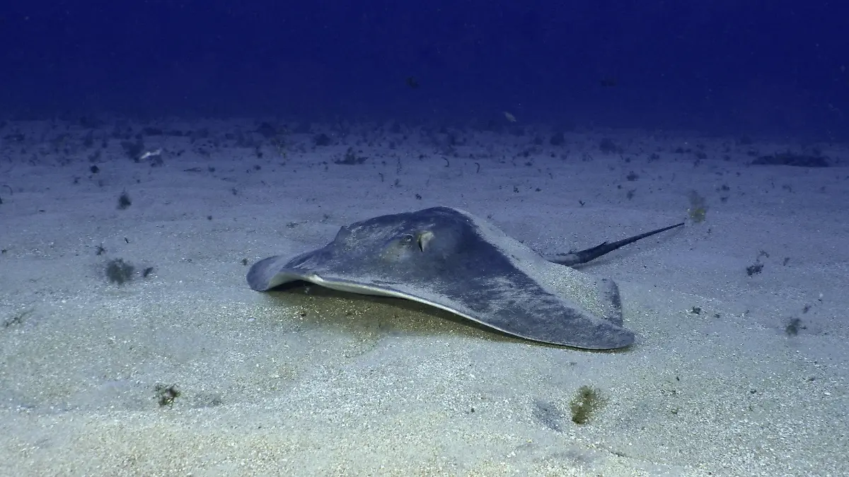 Stachelrochen im Meer