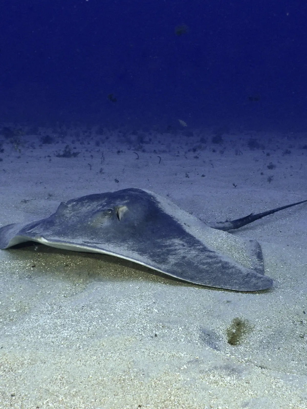 Stachelrochen im Meer