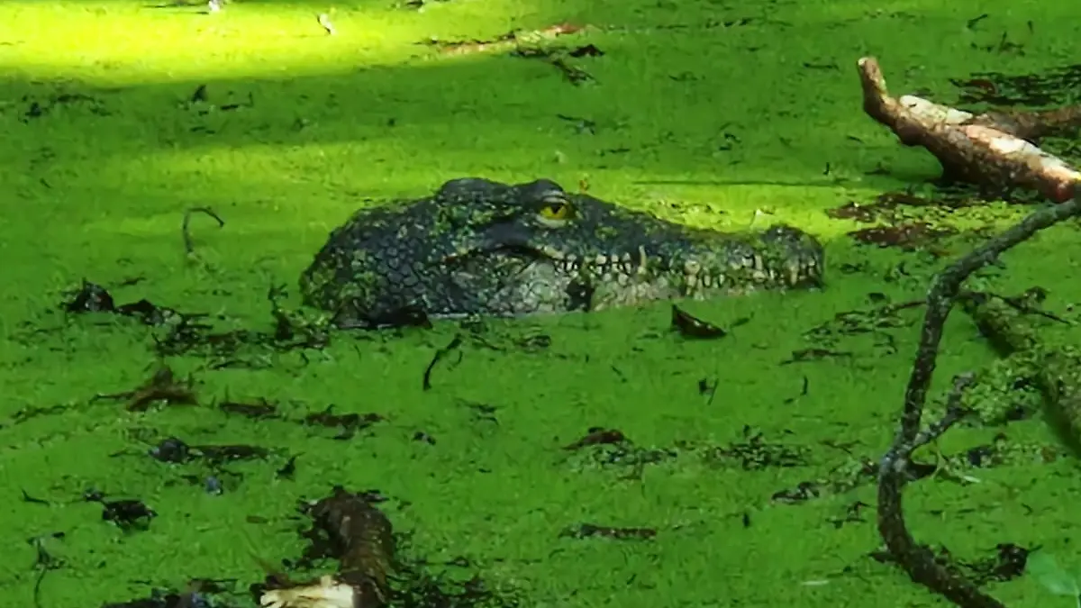 Ein vermeintliches Krokodil in einem Tümpel in der Nähe des Bodenseeufers