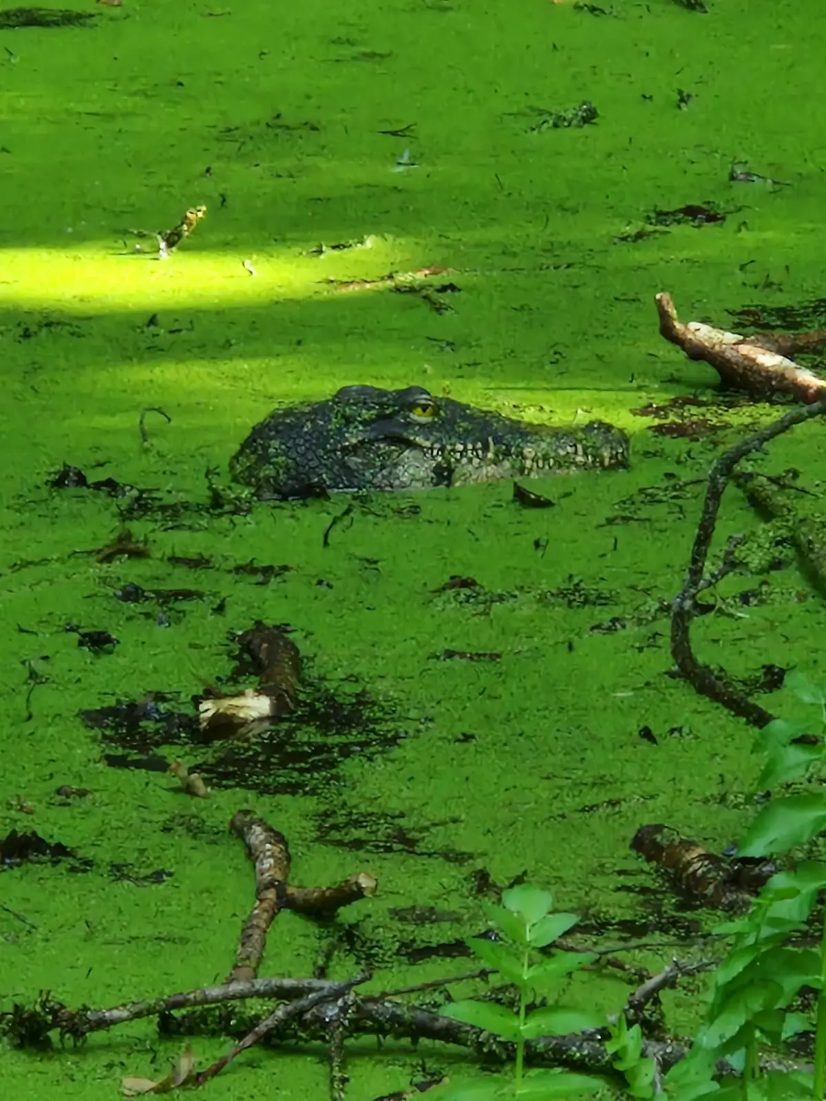 Ein vermeintliches Krokodil in einem Tümpel in der Nähe des Bodenseeufers