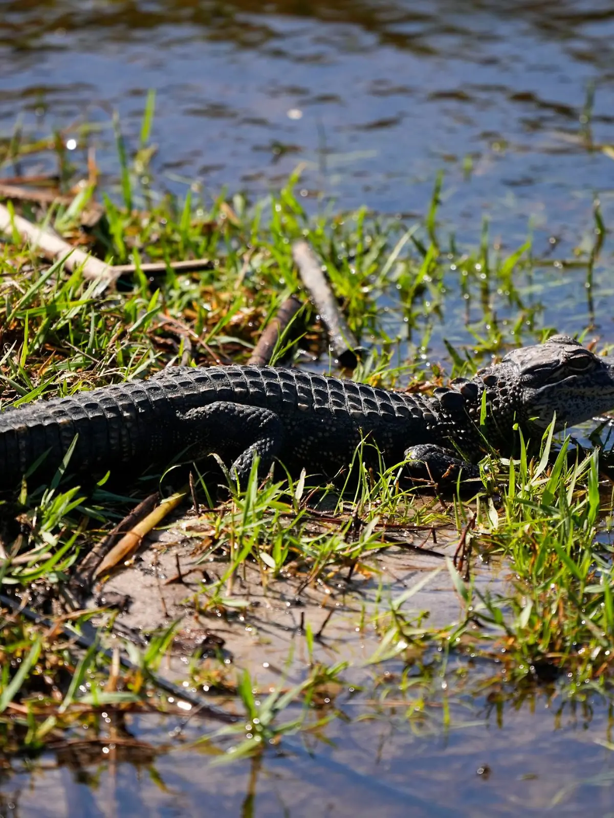 Bild zu: "Doch kein Alligator-Alarm in Vechta? Video wurde woanders gefilmt  "