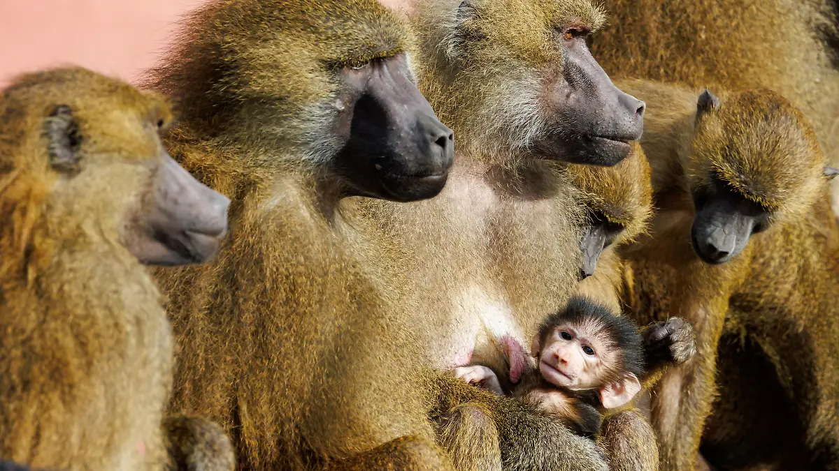 Zwischen den Affen komme es aufgrund der Platzverhältnisse verstärkt zu Konflikten, bei denen sich die Tiere verletzten, heißt es vom Tiergarten. (Archivbild)