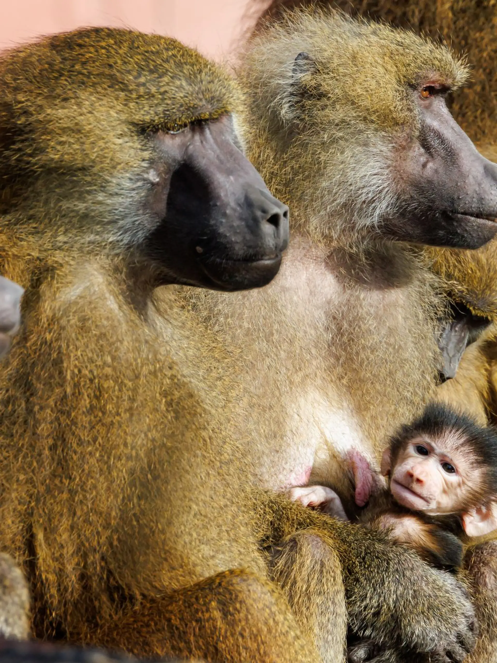 Bild zu: "Gesunde Paviane im Zoo sollen sterben – das sind die Gründe
"
