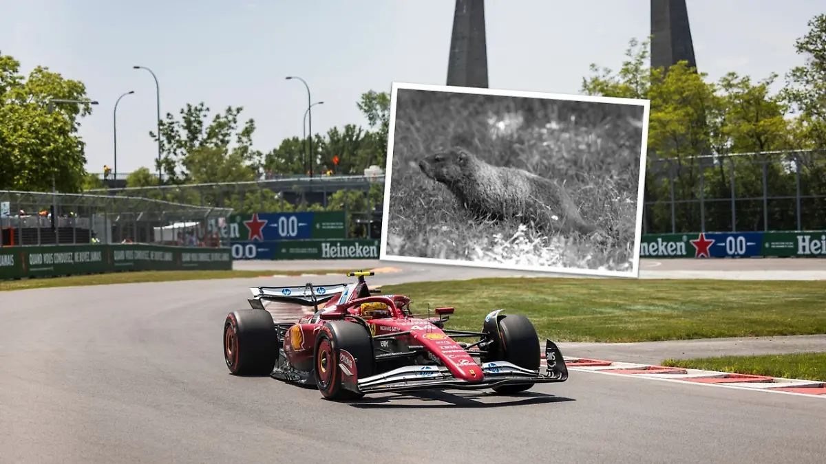 Ferrari-Pilot Lewis Hamilton hat beim Grand Prix in Kanada 2025 ein Murmeltier überfahren