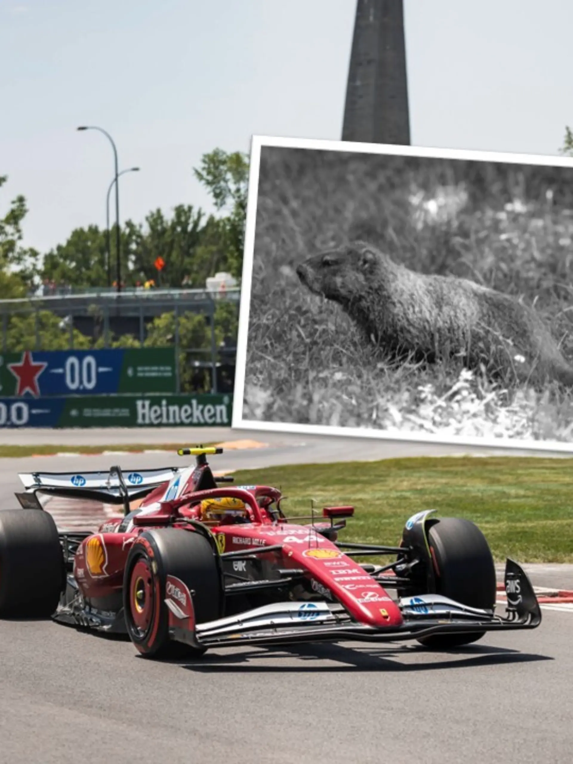 Ferrari-Pilot Lewis Hamilton hat beim Grand Prix in Kanada 2025 ein Murmeltier überfahren