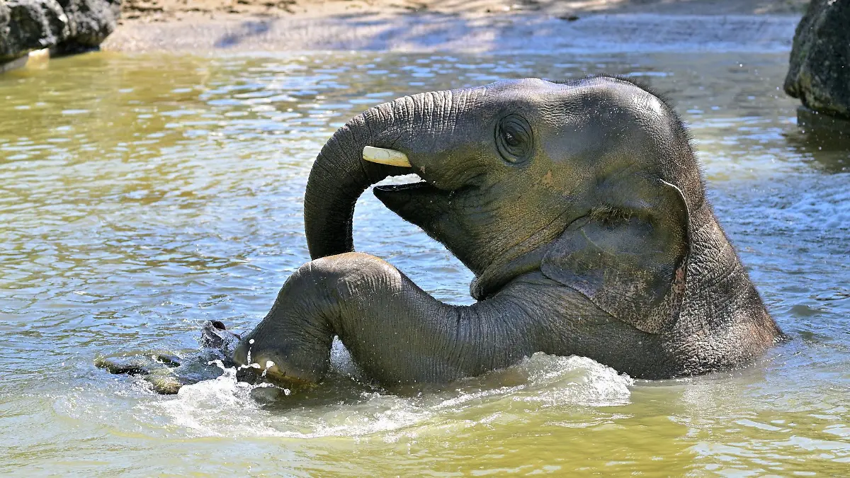 Der Tierpark nennt Otto eine «charismatische und äußerst beliebte Tierpersönlichkeit».