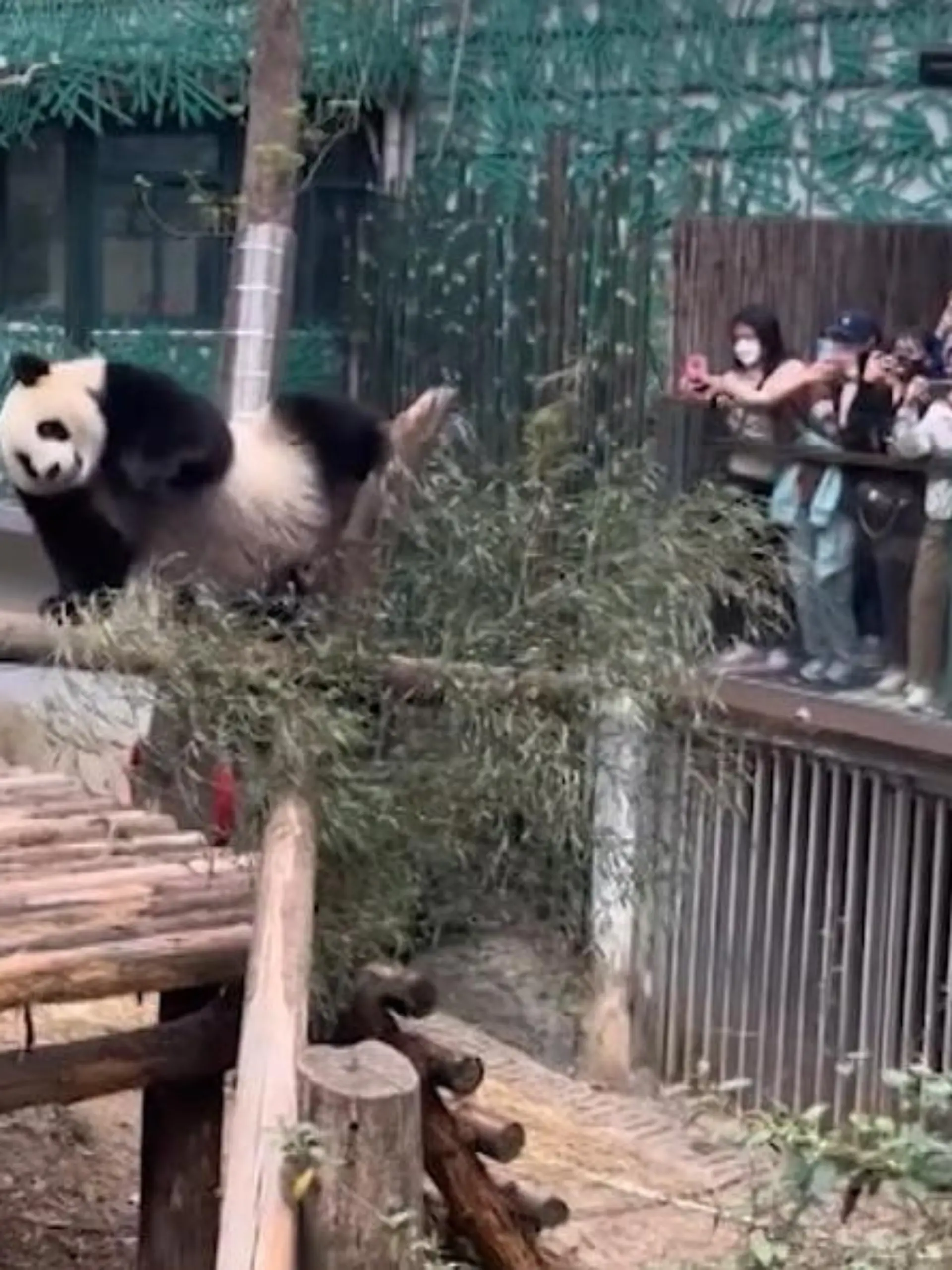 Eigentlich sind Pandas eher gemütliche Tiere: Essen und Schlafen, damit verbringen sie ihren Tag. Dieser Panda hat da definitiv mehr Energie.