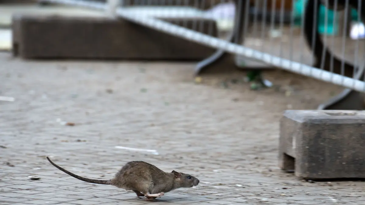 Der Berliner Bezirk Neukölln will die Rattenplage auf dem Hermannplatz stärker bekämpfen.