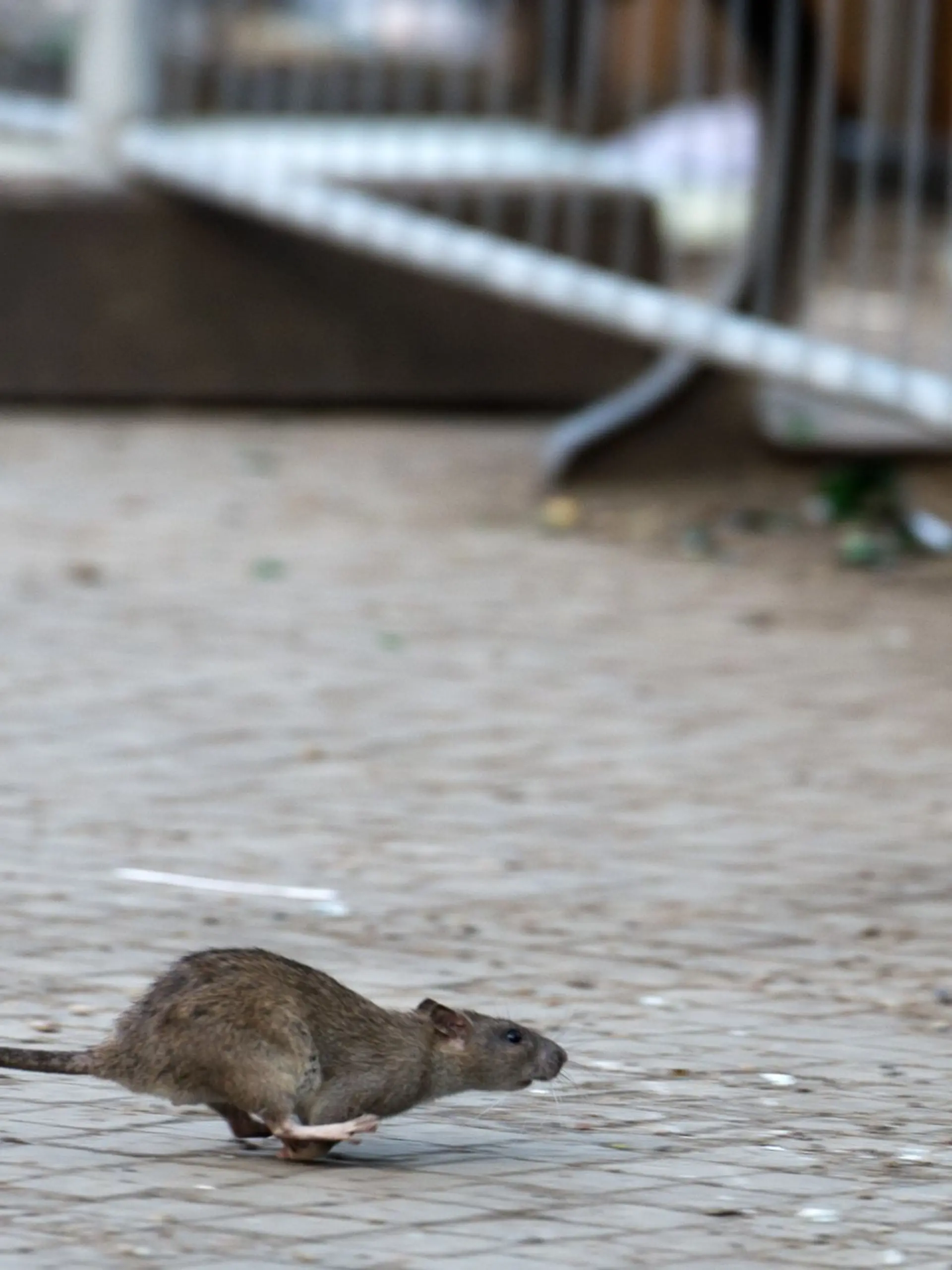 Bild zu: "Drei Ratten pro Einwohner! Droht uns eine landesweite Plage?"