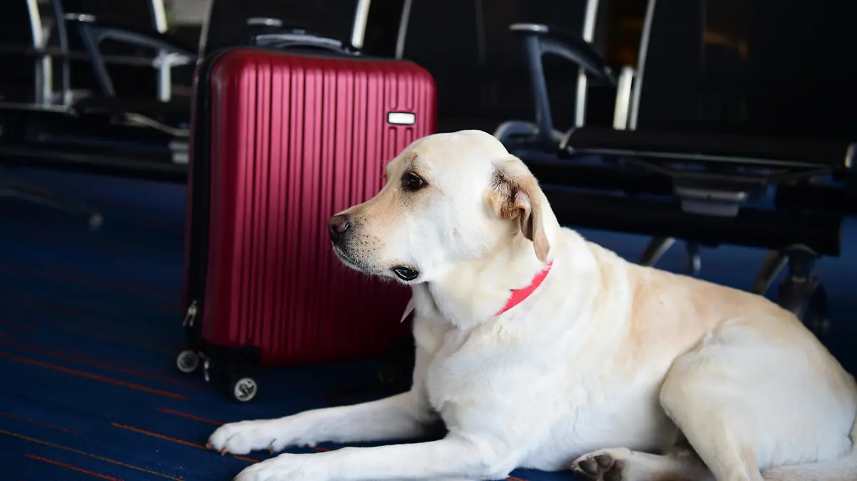 Hund wartet am Flughafen