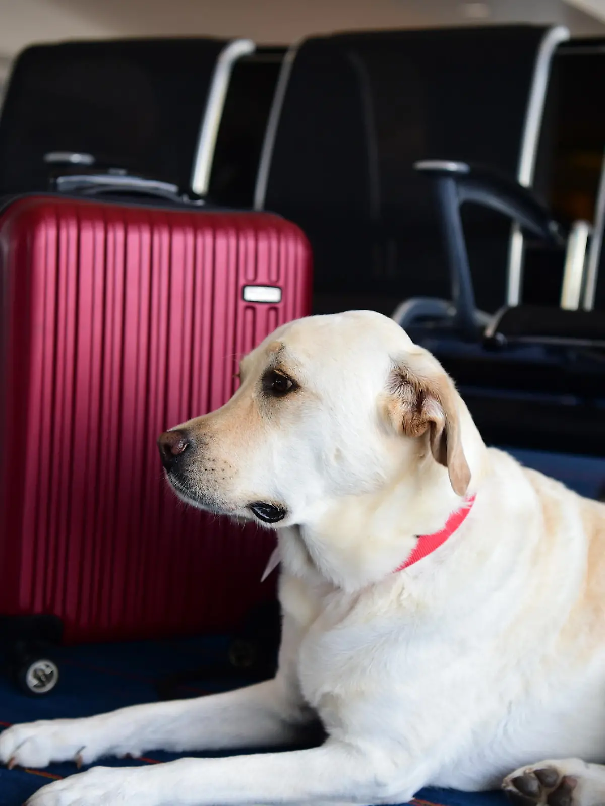 Hund wartet am Flughafen