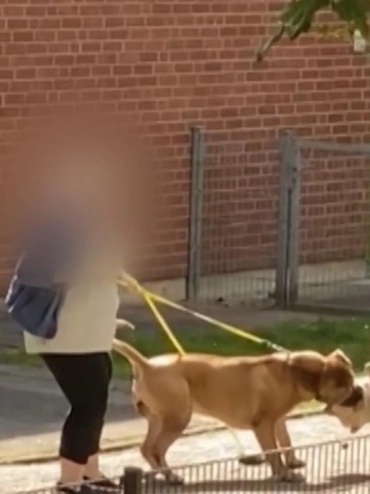 Bild zu: "Hunde-Koloss greift Vierbeiner an"